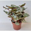 Begonia rex 'Asian Tundra'