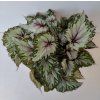 Begonia rex 'Asian Tundra'
