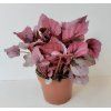 Begonia rex 'Indian Summer'