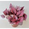 Begonia rex 'Indian Summer'