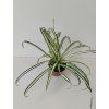 Chlorophytum comosum