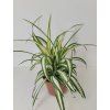 Chlorophytum comosum 'Ocean'