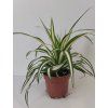 Chlorophytum comosum 'Ocean'