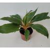 Chlorophytum orchidastrum 'Green Orange'