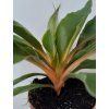 Chlorophytum orchidastrum 'Green Orange'
