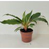 Chlorophytum orchidastrum 'Green Orange'