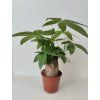 Pachyra aquatica