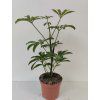 Schefflera arboricola 'Nora'