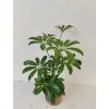 Schefflera arboricola 'Nora'
