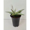 Sansevieria 'Chanin'