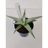 Sansevieria 'Chanin'