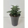 Sansevieria 'Mahanakorn'
