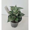 Sansevieria 'Mahanakorn'