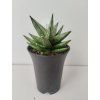 Sansevieria 'Starshooter'