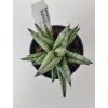 Sansevieria 'Starshooter'
