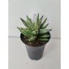 Sansevieria 'Starshooter'