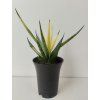 Sansevieria 'Comet Chrysantha Lemon'