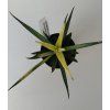 Sansevieria 'Comet Chrysantha Lemon'
