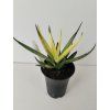 Sansevieria 'Comet Chrysantha Lemon'