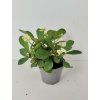 Euphorbia millii (bílá)