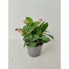Euphorbia millii (růžová)