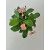Euphorbia millii (růžová)