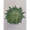 Euphorbia 'Sotetsu Kirin'