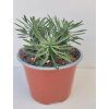 Euphorbia 'Sotetsu Kirin'