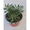 Euphorbia 'Sotetsu Kirin'