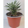 Euphorbia 'Sotetsu Kirin'