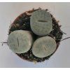 Lithops gracilidelineata
