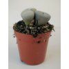 Lithops gracilidelineata