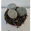 Lithops gracilidelineata