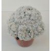 Mammillaria plumosa