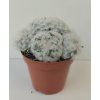 Mammillaria plumosa