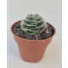 Crassula barbata