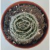 Crassula barbata