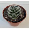 Crassula barbata