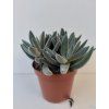 Crassula tenelli 'Silver'