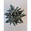 Crassula tenelli 'Silver'