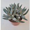 Crassula tenelli 'Silver'