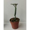 Senecio articulatus