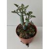 Senecio articulatus