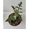 Senecio articulatus