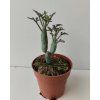 Senecio articulatus