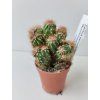Cereus peruvianus 'Monstrosus Brown'
