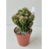 Cereus jamacaru 'Monstrosus'