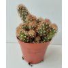 Mammillaria elongata 'Copper'