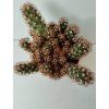 Mammillaria elongata 'Red'