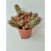 Mammillaria elongata 'Red'